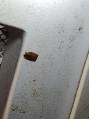 Autosticha kyotensis