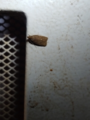 Autosticha kyotensis