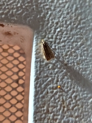 Autosticha kyotensis