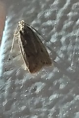 Autosticha kyotensis