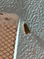 Autosticha kyotensis