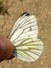Pieris bryoniae