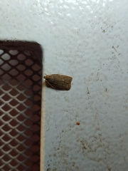 Autosticha kyotensis