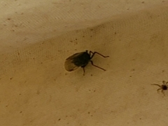 Rhynchomitra microrhina