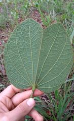Bauhinia rufa
