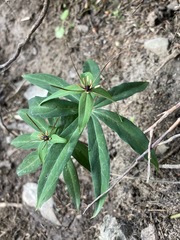 Paris polyphylla stenophylla