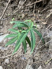 Paris polyphylla stenophylla