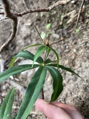 Paris polyphylla stenophylla