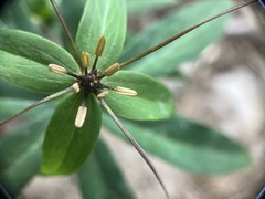 Paris polyphylla stenophylla