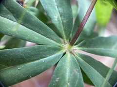 Paris polyphylla stenophylla