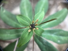 Paris polyphylla stenophylla