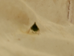 Rhynchomitra microrhina