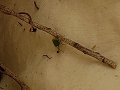 Rhynchomitra microrhina