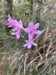 Rhododendron noriakianum
