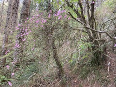 Rhododendron noriakianum