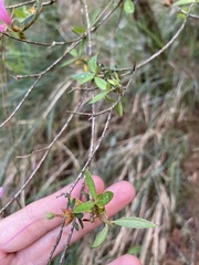 Rhododendron noriakianum