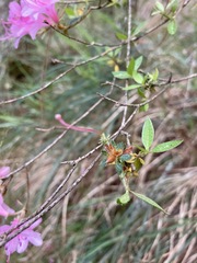 Rhododendron noriakianum