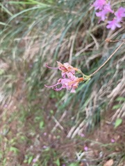Rhododendron noriakianum