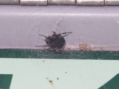 Neoscona nautica