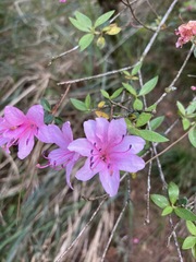 Rhododendron noriakianum