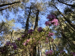 Rhododendron noriakianum