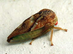 Cyrtolobus fenestratus