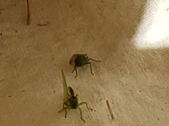 Rhynchomitra microrhina