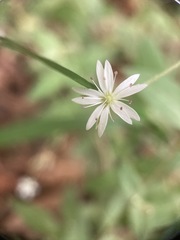 Stellaria vestita