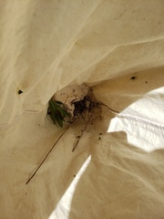 Rhynchomitra microrhina