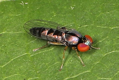 Bertamyia notata