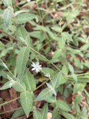 Stellaria vestita