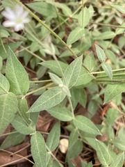 Stellaria vestita