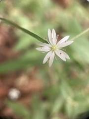 Stellaria vestita