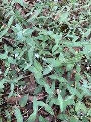 Stellaria vestita