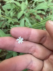 Stellaria vestita