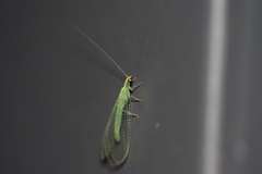 Chrysoperla pudica-group