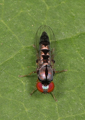 Bertamyia notata