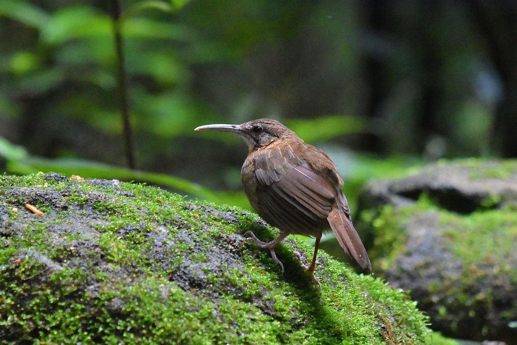 Short-tailed Scimitar-Babbler