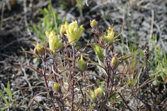 Castilleja pallida yukonis