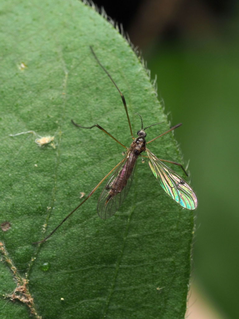 Teucholabis lucida