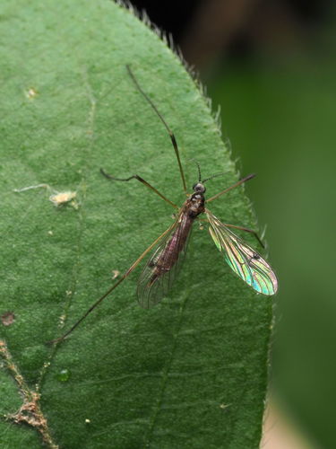Teucholabis (Teucholabis) lucida