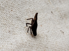 Rhynchomitra microrhina