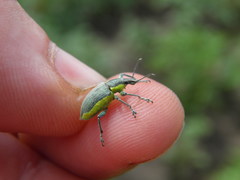 Chlorophanus viridis
