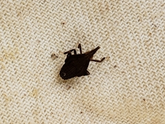 Rhynchomitra microrhina