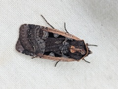 Parabagrotis exsertistigma