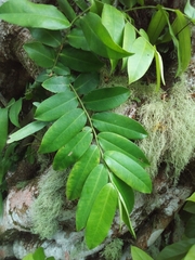 Marcgravia rectiflora