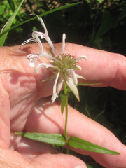 Monarda russeliana
