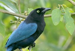 Cyanocorax melanocyaneus