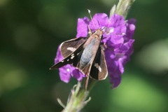 Thespieus macareus