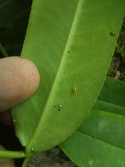 Marcgravia rectiflora